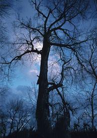 巡夜人日志简介