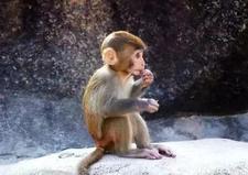 妖梦员字母位置